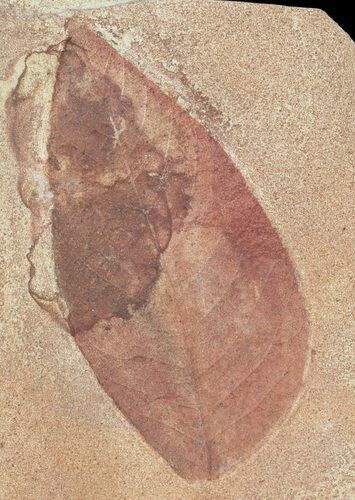 Fossil Leaf (Polyptera) - Montana #53285